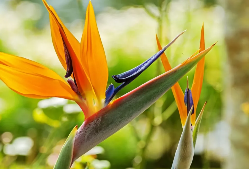 Bird of Paradise Plant Care