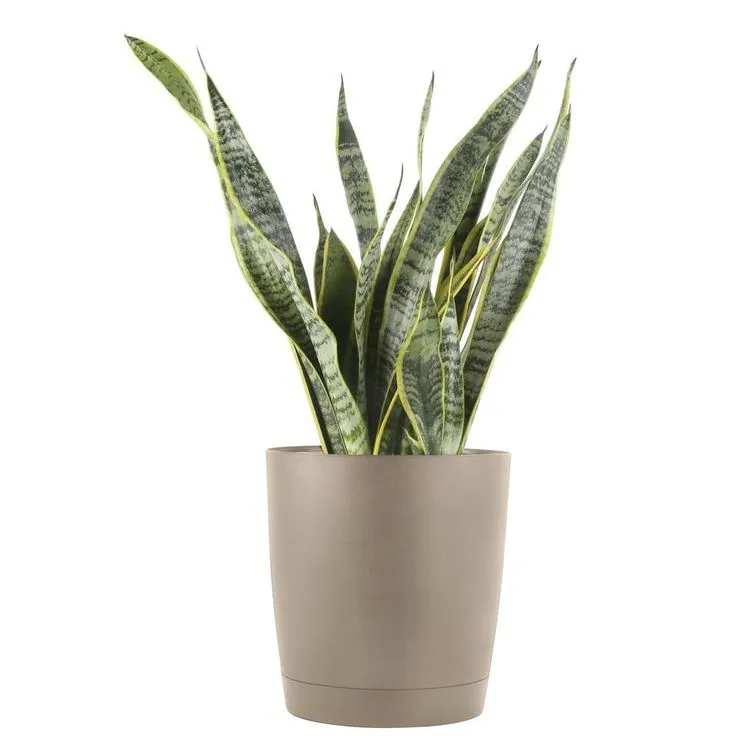 Snake Plant