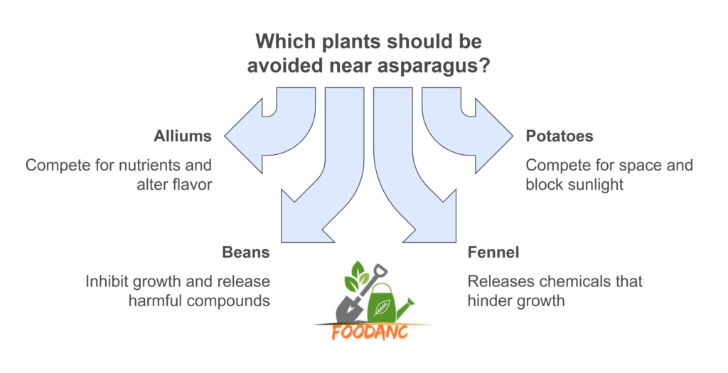 Plants to Avoid Planting with Asparagus