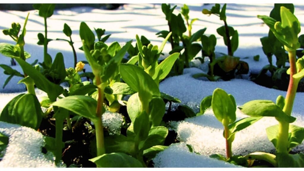 Sustainable Winter Gardening