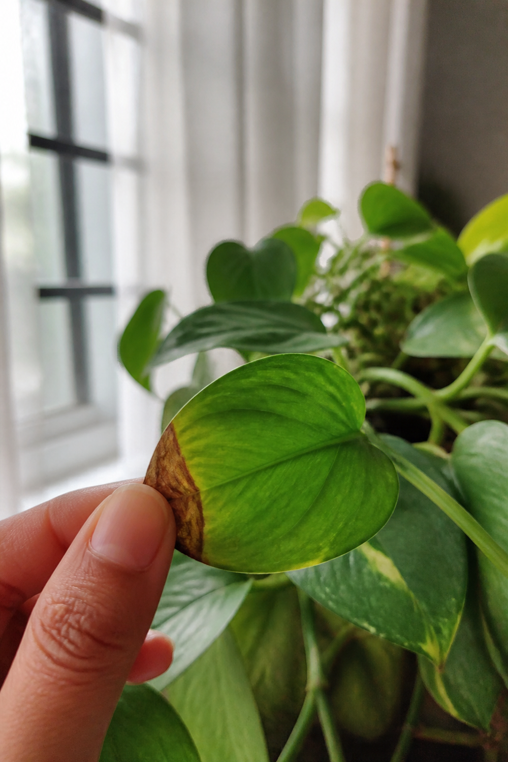 Natural photo of a pothos leaf with a brown crispy tip held gently between two fingers, healthy green leaves behind it, a window in the soft background. Home setting. No text, labels, arrows, icons, or polished advertising look.