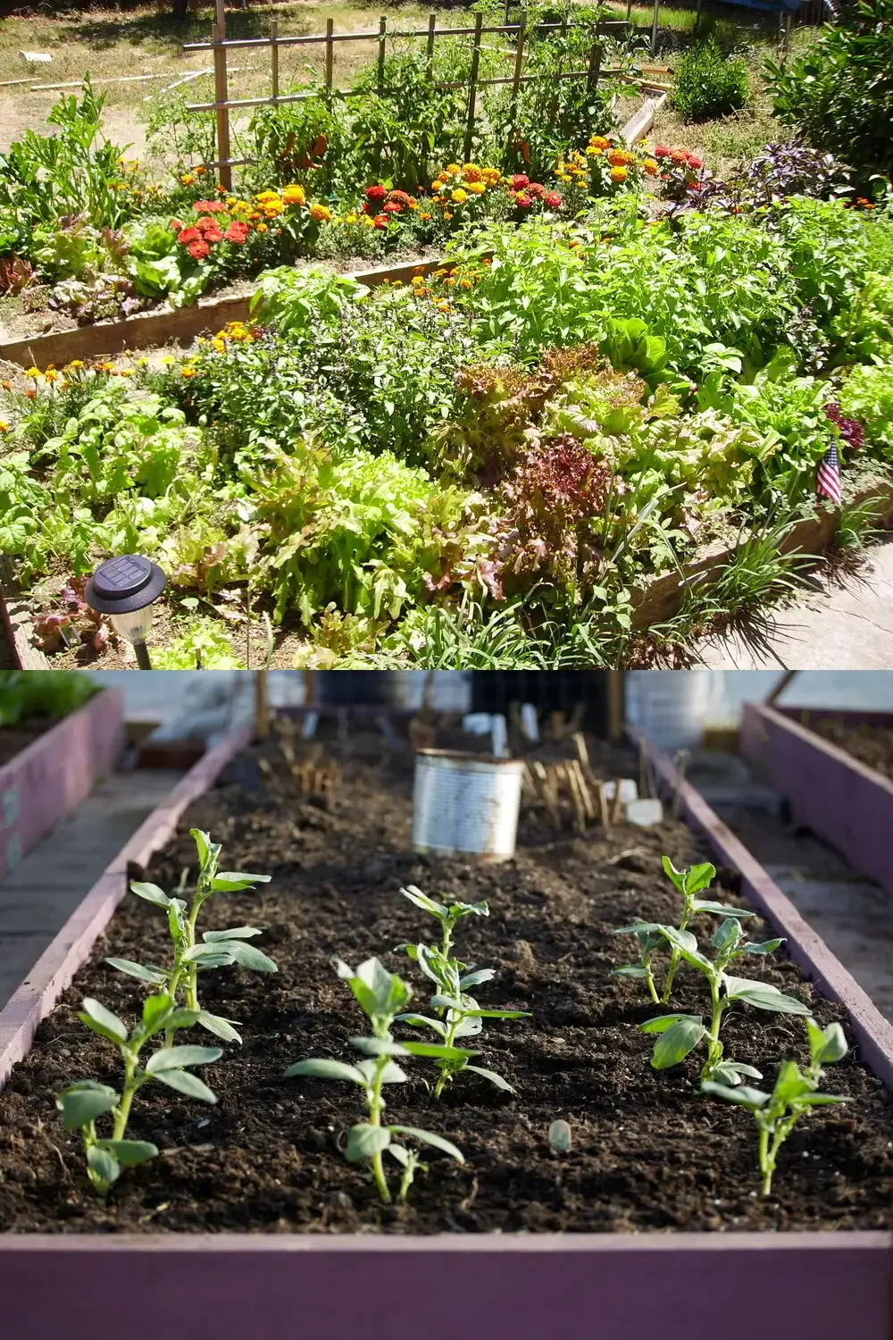 Natural two-photo collage. Top photo shows a crowded raised bed where tomato, cucumber vines, basil, marigolds, and herbs are competing for space. Bottom photo shows a realistic, open vegetable bed with visible soil and a few carefully placed companions. No labels, arrows, icons, or infographic elements.