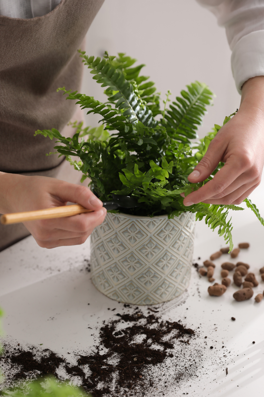 Natural photo of a hand holding a freshly cut brown frond over a Boston fern, with new green growth visible at the base of the plant. Home setting, soft light, small scissors nearby. No text, labels, arrows, icons, or polished advertising look.