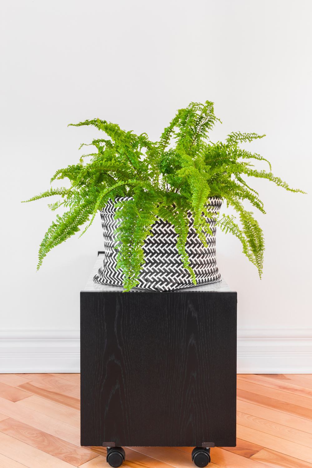 Natural photo of a full Boston fern in a hanging basket in front of a window with a sheer curtain, in a living room. Soft daylight, ordinary home setting. No text, labels, arrows, icons, or polished advertising look.