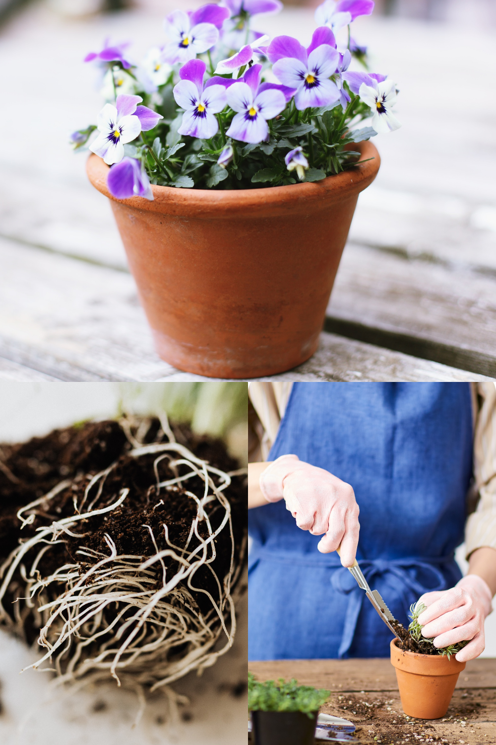 Realistic photo of a houseplant lifted out of its pot on a table, showing a root ball with roots circling the outside, next to a slightly larger empty pot and a bag of potting mix. Natural light, some soil spilled on the surface, no text, labels, arrows, or icons.