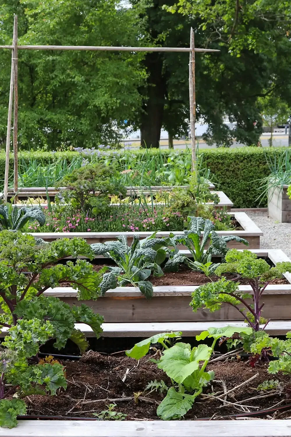 Realistic slightly overhead photo of a well-planned raised vegetable bed. Show tomatoes or peppers as the main crop, visible soil, a small basil planting, scallions, and a low sweet alyssum border. Include open access for watering and harvesting. Natural backyard look, no text, labels, arrows, or perfect staged symmetry.